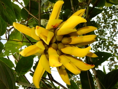 Mucuna elliptica