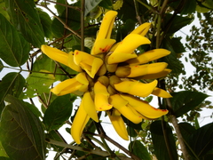 Mucuna elliptica