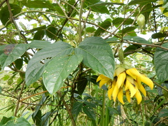Mucuna elliptica