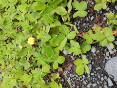 Arachis duranensis