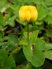 Arachis duranensis