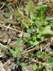 Trifolium microcephalum