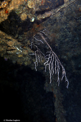 Iciligorgia schrammi