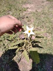Solanum juvenale