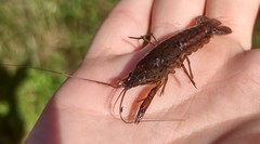 Procambarus fallax