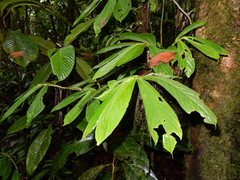 Columnea picta