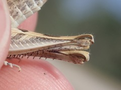 Dociostaurus jagoi occidentalis