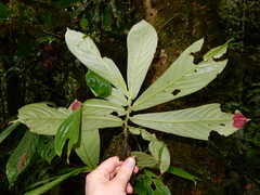 Columnea picta