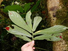 Columnea picta