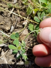 Trifolium microcephalum