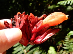 Drymonia urceolata
