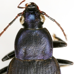 Chlaenius orbus