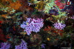 Stylaster roseus