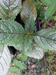 Chrysothemis pulchella