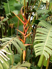 Heliconia pastazae