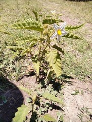 Solanum juvenale