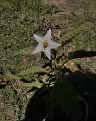 Solanum juvenale