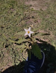 Solanum juvenale