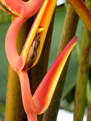 Heliconia pastazae