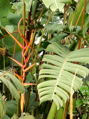 Heliconia pastazae
