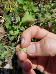Trifolium microcephalum