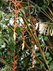 Heliconia pastazae