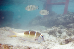 Monotaxis grandoculis