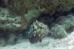 Epinephelus polyphekadion