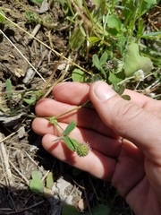 Trifolium microcephalum