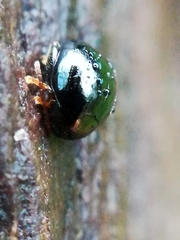 Apteropeda
