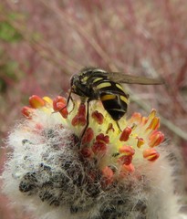 Melangyna lasiophthalma