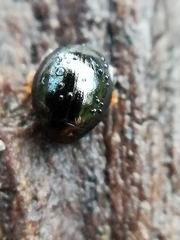 Apteropeda