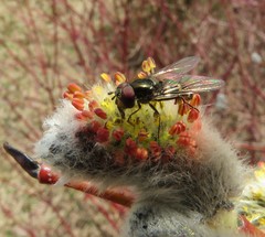 Melangyna lasiophthalma