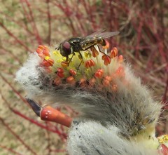 Melangyna lasiophthalma