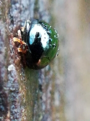 Apteropeda