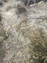 Limonium dichotomum