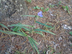 Tradescantia reverchonii