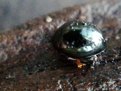 Apteropeda