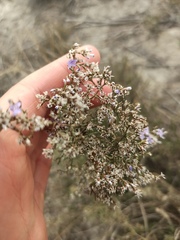 Limonium dichotomum
