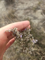 Limonium dichotomum