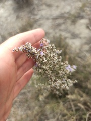 Limonium dichotomum