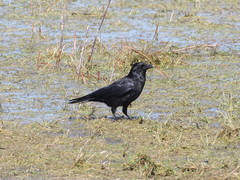 Corvus corone