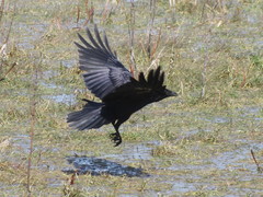 Corvus corone
