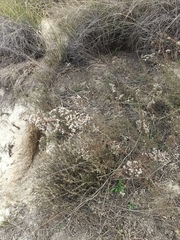Limonium dichotomum