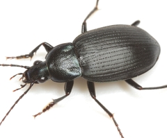 Chlaenius orbus