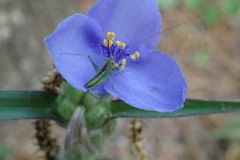 Tradescantia reverchonii