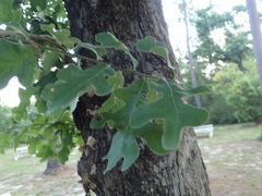 Quercus similis
