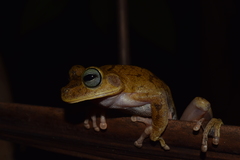Boana platanera