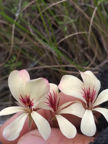 Image of Pelargonium carneum by (c) kevin koen, some rights reserved (CC BY-SA)