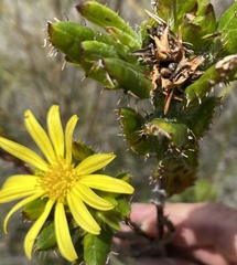 Cullumia setosa
